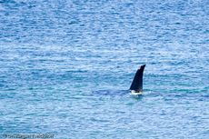Orca (44 von 59).jpg